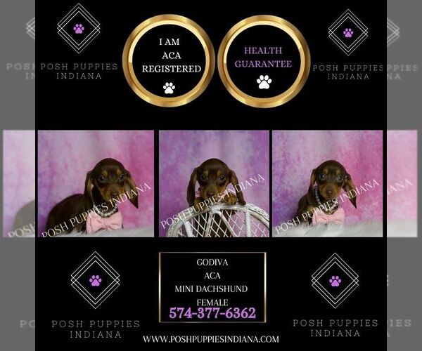 Medium Photo #34 Dachshund Puppy For Sale in WARSAW, IN, USA