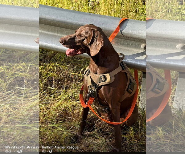 Medium Photo #1 German Shorthaired Pointer Puppy For Sale in Royal Palm Beach, FL, USA