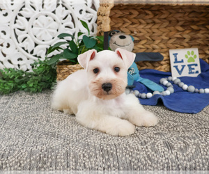 Schnauzer (Miniature) Puppy for sale in SYRACUSE, IN, USA