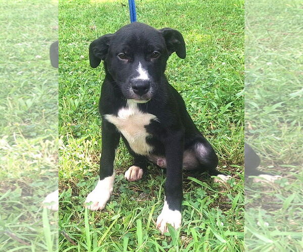 Medium Photo #1 Mutt Puppy For Sale in Wetumpka, AL, USA