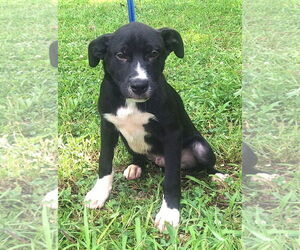 Mutt Dogs for adoption in Wetumpka, AL, USA