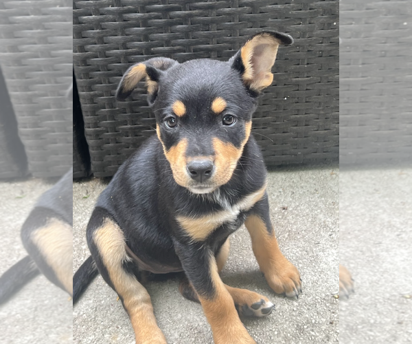 Medium Photo #3 Mutt Puppy For Sale in Rockville, MD, USA