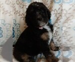 Image preview for Ad Listing. Nickname: Mary