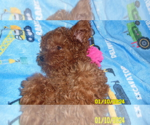 Poodle (Toy) Puppy for sale in DULUTH, GA, USA