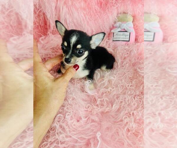 Medium Photo #6 Chihuahua Puppy For Sale in FORT LAUDERDALE, FL, USA