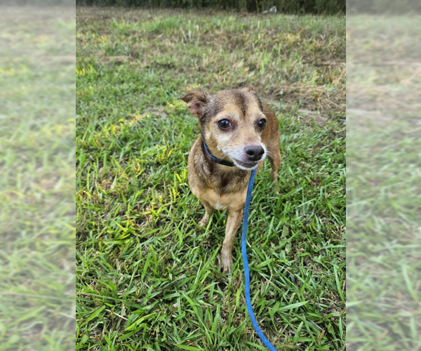 Medium Photo #1 Chihuahua-Unknown Mix Puppy For Sale in Cranston, RI, USA