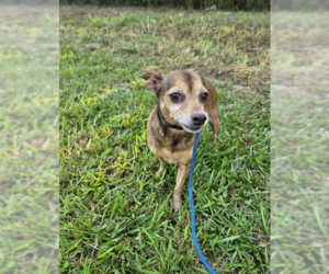 Chihuahua-Unknown Mix Dogs for adoption in Cranston, RI, USA