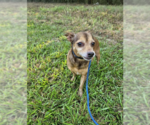 Small Chihuahua Mix