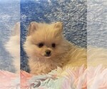 Small #8 Pomeranian
