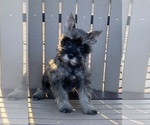 Small Photo #5 Schnauzer (Miniature) Puppy For Sale in CANOGA, NY, USA
