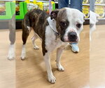 Small #13 Boxer Mix