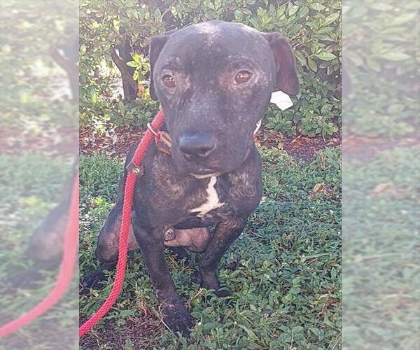Medium Photo #1 American Staffordshire Terrier Puppy For Sale in Fort Lauderdale, FL, USA