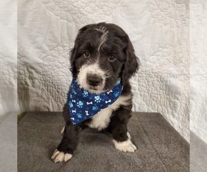Bernedoodle-Poodle (Standard) Mix Puppy for sale in EATON, OH, USA