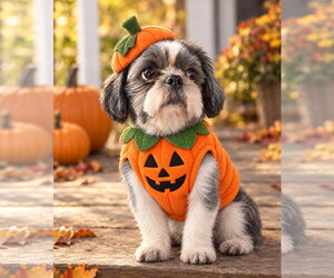 Shih Tzu Dogs for adoption in Mount Laurel, NJ, USA