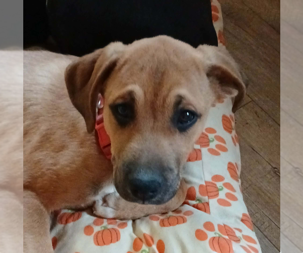 Medium Photo #4 Boxer-Unknown Mix Puppy For Sale in Burnsville, MN, USA