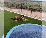 Small Photo #195 American Staffordshire Terrier Puppy For Sale in Kanab, UT, USA