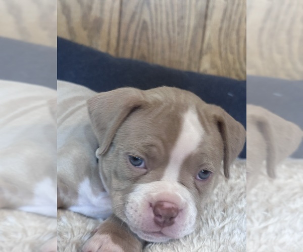 Medium Photo #4 American Bully Puppy For Sale in BOLINGBROOK, IL, USA
