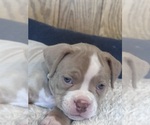 Small #3 American Bully