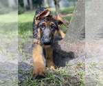 Small Photo #168 German Shepherd Dog Puppy For Sale in WELLINGTON, FL, USA