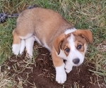 Small Photo #26 Border Collie-Pembroke Welsh Corgi Mix Puppy For Sale in CHILOQUIN, OR, USA