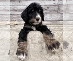 Small #10 Bernedoodle