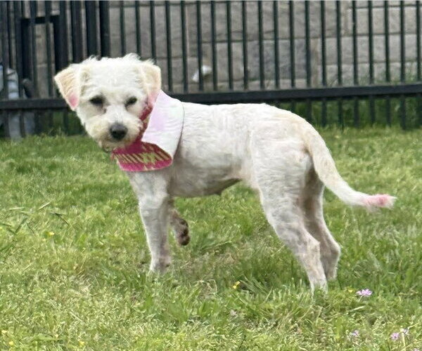 Medium Photo #8 Poodle (Miniature)-Unknown Mix Puppy For Sale in Boonton, NJ, USA
