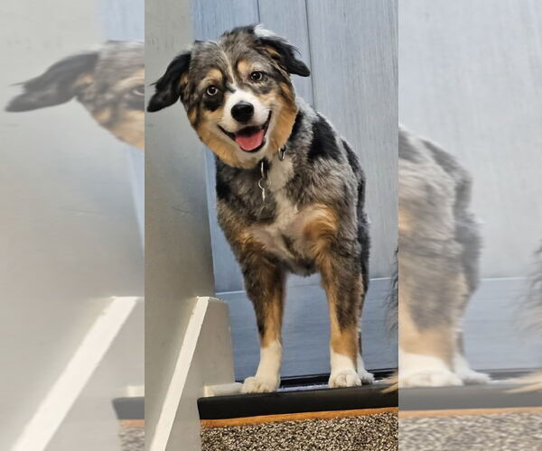 Medium Photo #1 Australian Shepherd-Unknown Mix Puppy For Sale in Farmington, MN, USA