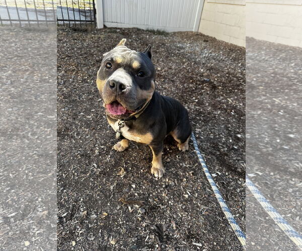 Medium Photo #3 Staffordshire Bull Terrier Puppy For Sale in Corning, AR, USA