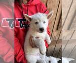 Puppy Blizzard Siberian Husky