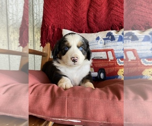 Miniature Australian Shepherd Puppy for sale in BEDIAS, TX, USA
