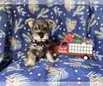 Small #6 Schnauzer (Miniature)