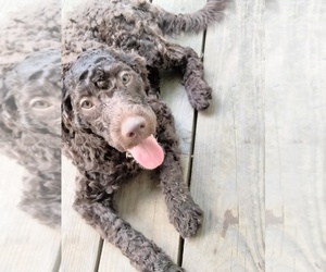 Cockapoo (Miniature) Puppy for sale in BALTIMORE, MD, USA