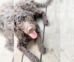 Small Cockapoo (Miniature)