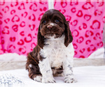 Small Photo #24 Cocker Spaniel Puppy For Sale in WAKARUSA, IN, USA