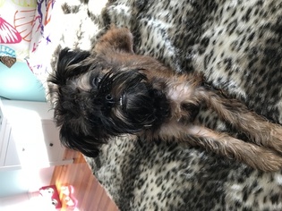 Brussels Griffon Puppy for sale in SWAMPSCOTT, MA, USA