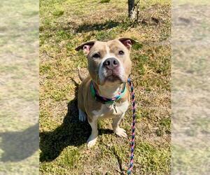 Mutt Dogs for adoption in Forestville, MD, USA