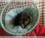 Small #4 Yorkshire Terrier