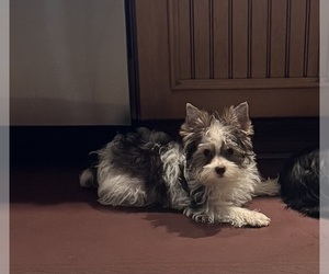 Yorkshire Terrier Puppy for sale in CAMBY, IN, USA