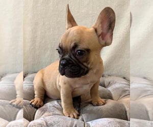 French Bulldog Puppy for sale in JOHNS ISLAND, SC, USA