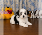 Small #34 Morkie
