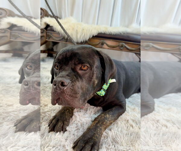 Medium Photo #2 Mutt Puppy For Sale in Goodyear, AZ, USA