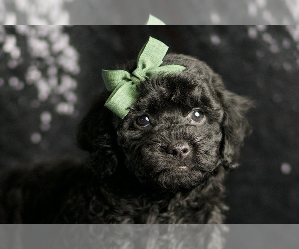 Medium Photo #5 Poodle (Miniature) Puppy For Sale in WARSAW, IN, USA