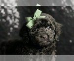 Small Photo #5 Poodle (Miniature) Puppy For Sale in WARSAW, IN, USA