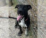 Small #4 Great Dane-Labrador Retriever Mix