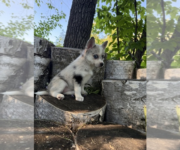 Medium Photo #2 Alaskan Klee Kai-Pomsky Mix Puppy For Sale in STAPLES, MN, USA