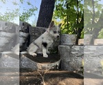 Small #1 Alaskan Klee Kai-Pomsky Mix