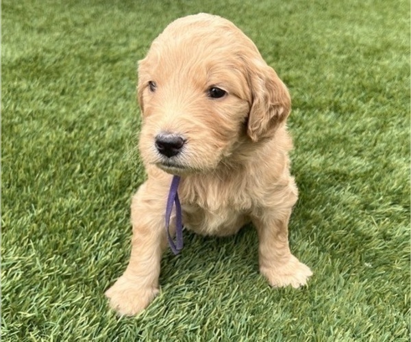 Medium Photo #61 Goldendoodle Puppy For Sale in PHOENIX, AZ, USA