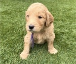 Small Photo #61 Goldendoodle Puppy For Sale in PHOENIX, AZ, USA