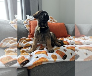 Belgian Malinois Puppy for sale in BAKERSFIELD, CA, USA