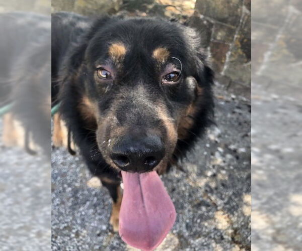 Medium Photo #12 Bernese Mountain Dog-Collie Mix Puppy For Sale in Houston, TX, USA